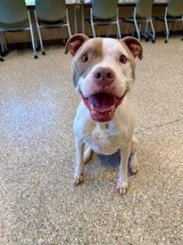 Boxer and American Bulldog Dogs Available for Adoption in Clyde, North Carolina - DEXTER | PetCurious