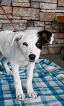 Border Collie and Mixed Breed Dogs Available for Adoption in Yakima, Washington - Rose | PetCurious