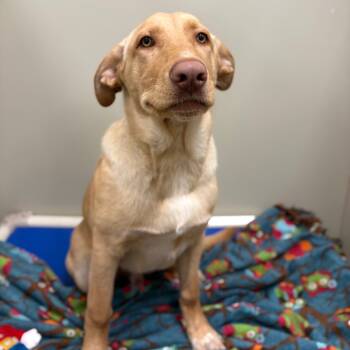 Rescue Mixed Breed Dogs for Adoption in Spokane, Washington - Scout | PetCurious