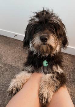 Miniature Poodle and Miniature Schnauzer Dogs Available for Adoption in Hillsborough, North Carolina - Flapjack | PetCurious