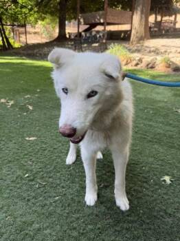 Cloud -  Siberian Husky Dog for Adoption in Walnut Creek, California - Cloud | PetCurious
