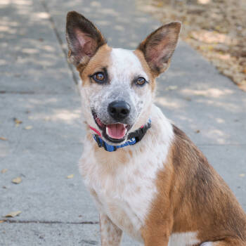 Rescue Australian Cattle Dog Blue Heeler Dogs for Adoption in Richmond, California - DOTTY | PetCurious