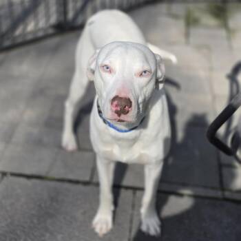 Damon Blu Eyes -  Mixed Breed Dog for Adoption in Blairstown, New Jersey - Damon Blu Eyes | PetCurious