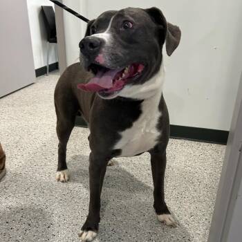Mixed Breed Dogs Available for Adoption in Carlyle, Illinois - Jaxon | PetCurious