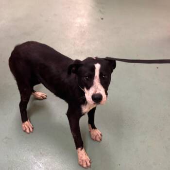 Mixed Breed Dogs Available for Adoption in Memphis, Tennessee - Sherman | PetCurious