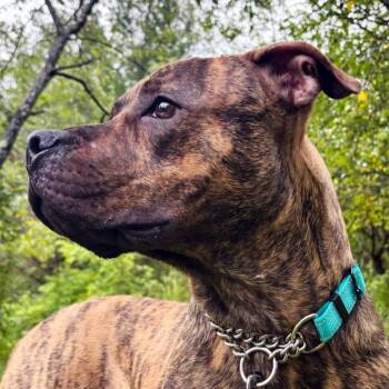 Gator -  Mixed Breed Dog for Adoption in Olean, New York - Gator | PetCurious