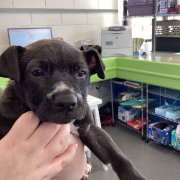 Savvy -  Terrier Dog Available for Adoption in Montgomery, Alabama - Savvy | PetCurious