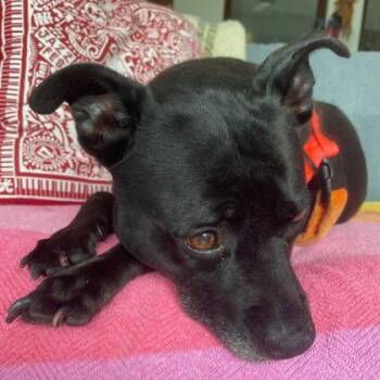 Pit Bull Terrier and Mixed Breed Dogs Available for Adoption in New Orleans, Louisiana - Bea | PetCurious