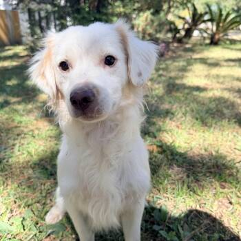 Rescue Maltese and Shih Tzu Dogs for Adoption in Sugar Land, Texas - Sasha | PetCurious