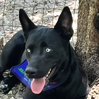 Rescue Husky and Labrador Retriever Dogs for Adoption in Godley, Texas - Luna | PetCurious