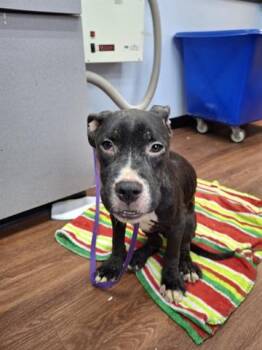 Rescue Pit Bull Terrier and Mixed Breed Dogs for Adoption in Orlando, Florida - SIMBA | PetCurious