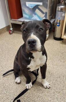 TANKER -  Pit Bull Terrier and Mixed Breed Dog for Adoption in Albuquerque, New Mexico - TANKER | PetCurious