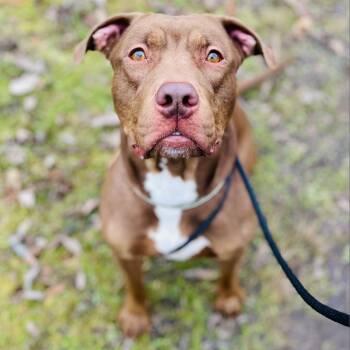 Rescue Mixed Breed Dogs for Adoption in Walker, Michigan - Toph | PetCurious