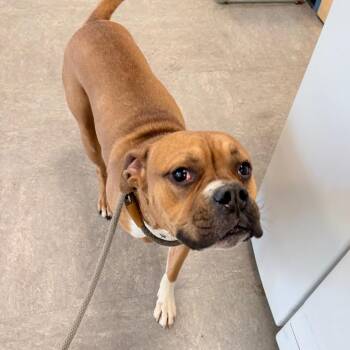 Theodore -  Mixed Breed Dog for Adoption in Philadelphia, Pennsylvania - Theodore | PetCurious