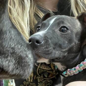 Hound and Mixed Breed Dogs Available for Adoption in Henderson, Kentucky - Martha | PetCurious