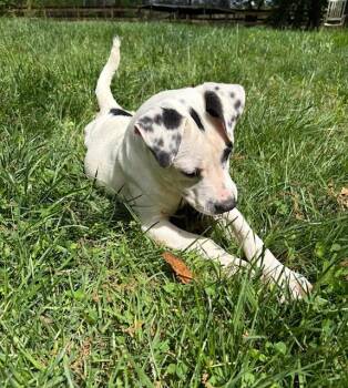 Labrador Retriever and Pointer Dogs Available for Adoption in Brookeville, Maryland - Ocean | PetCurious