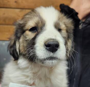 Great Pyrenees and Mixed Breed Dogs Available for Adoption - Paige | PetCurious