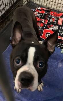Boston Terrier Dogs Available for Adoption - Deacon -CCHS | PetCurious