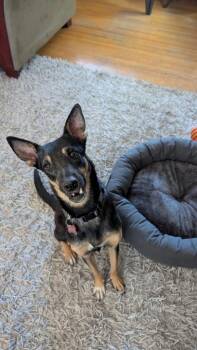 Miniature Pinscher and Rat Terrier Dogs Available for Adoption in Calgary, Alberta - Alma (Lola) | PetCurious