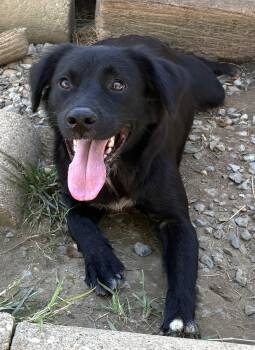 261570  Expresso -  Border Collie and Spaniel Dog for Adoption in Wetumpka, Alabama - 261570  Expresso | PetCurious