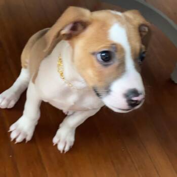 Bullmastiff Dogs Available for Adoption in Roanoke, Virginia - Louie | PetCurious
