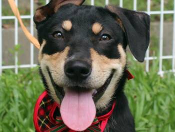 Rescue Mixed Breed Dogs for Adoption in City Of Industry, California - Roxy | PetCurious