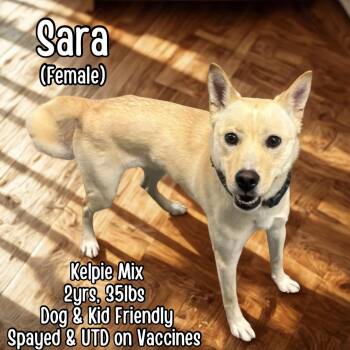 Australian Kelpie Dogs Available for Adoption in Lancaster, Kentucky - Sara | PetCurious