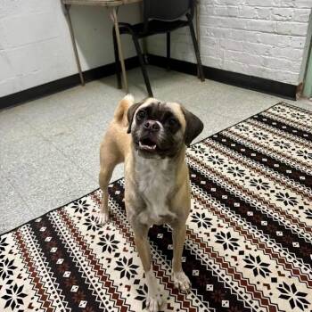 Gina -  Pug and Mixed Breed Dog for Adoption - Gina | PetCurious