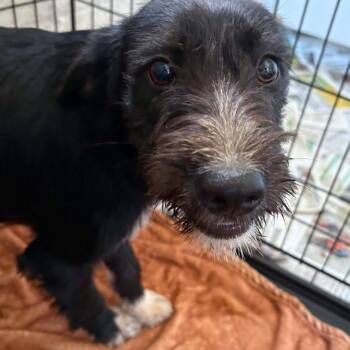 Rip -  Mixed Breed Dog for Adoption in Huntington, West Virginia - Rip | PetCurious