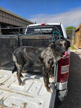 Ty -  Catahoula Leopard Dog and Australian Shepherd Dog for Adoption in Aurora, Colorado - Ty | PetCurious