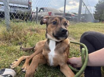Mixed Breed Dogs Available for Adoption in Charlotte, North Carolina - BUCK | PetCurious