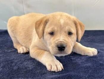 Willa June -  Terrier and Mixed Breed Dog Available for Adoption in West Memphis, Arkansas - Willa June | PetCurious