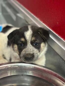 A255352 -  Border Collie and Mixed Breed Dog for Adoption in Visalia, California - A255352 | PetCurious