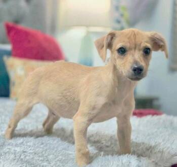 Tundra -  Chihuahua and Terrier Dog for Adoption in Anaheim, California - Tundra | PetCurious