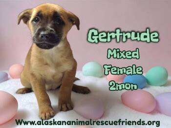 Labrador Retriever and Shepherd Dogs Available for Adoption - Gertrude | PetCurious