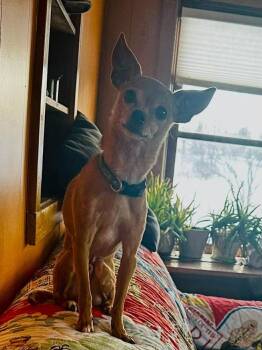 Chihuahua Dogs Available for Adoption - Bandit | PetCurious
