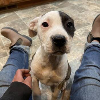 Tortilla -  Cattle Dog and Pit Bull Terrier Dog for Adoption in Tacoma, Washington - Tortilla | PetCurious
