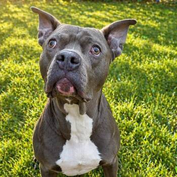 Pit Bull Terrier Dogs Available for Adoption in Smithtown, New York - Marty "the Hammerhead" Feldman | PetCurious