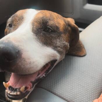 snider -  Beagle and Coonhound Dog for Adoption in Winston-salem, North Carolina - Snider | PetCurious