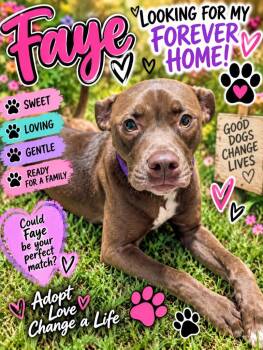 Faye -  Mixed Breed Dog for Adoption in Shelbyville, Tennessee - Faye | PetCurious