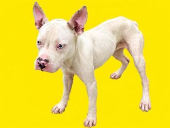 CLOUD -  Terrier and Mixed Breed Dog for Adoption in Doral, Florida - CLOUD | PetCurious
