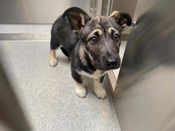 SGT. STUBBY -  Akita and Mixed Breed Dog for Adoption in Tustin, California - SGT. STUBBY | PetCurious