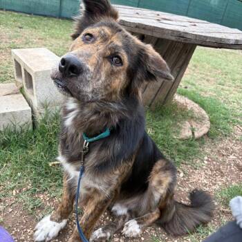 Shepherd Dogs Available for Adoption in Kerrville, Texas - Bear | PetCurious