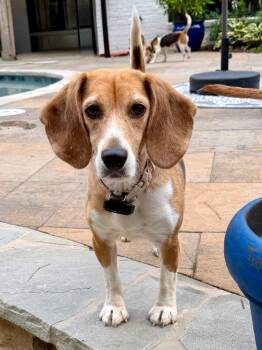 Layla -  Beagle Dog for Adoption in Smyrna, Georgia - Layla | PetCurious