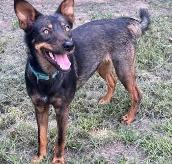 Rescue Australian Kelpie Dogs for Adoption in Brookshire, Texas - Winona | PetCurious