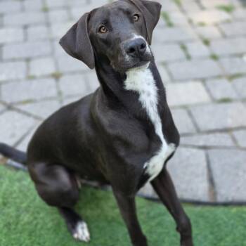 Cogsworth -  Labrador Retriever and Mixed Breed Dog for Adoption in Blairstown, New Jersey - Cogsworth | PetCurious