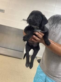 Rescue Labrador Retriever and Mixed Breed Dogs for Adoption in Fort Worth, Texas - 3 | PetCurious
