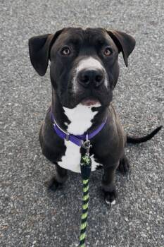 Great Dane and Pit Bull Terrier Dogs Available for Adoption - Jacks  | PetCurious