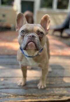 Mr. Biscuit -  French Bulldog Dog for Adoption in Malvern, Pennsylvania - Mr. Biscuit | PetCurious