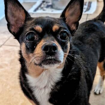 Chihuahua Dogs Available for Adoption in Eustis, Florida - Sissy | PetCurious
